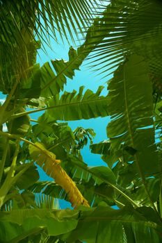 Green and yellow palm leaves in the sky