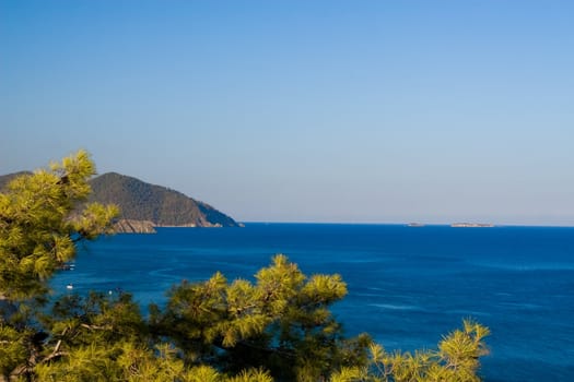 Sea panorama in clear summer day, with pine branches in the foreground, with copyspace