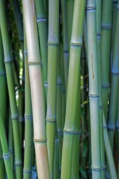 a forest of bamboo: rod in detail