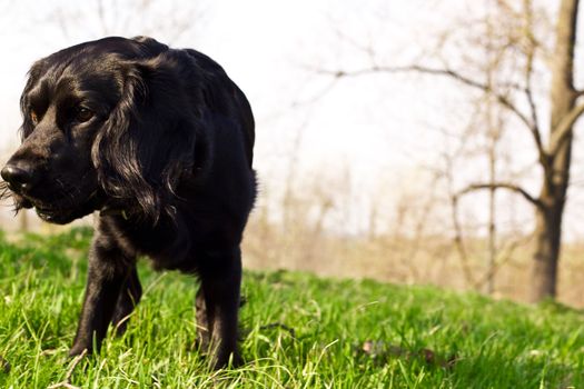 English cocker spaniel outdoors