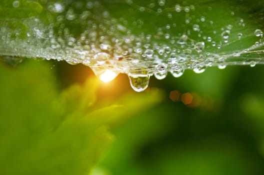 Dew drops on a web