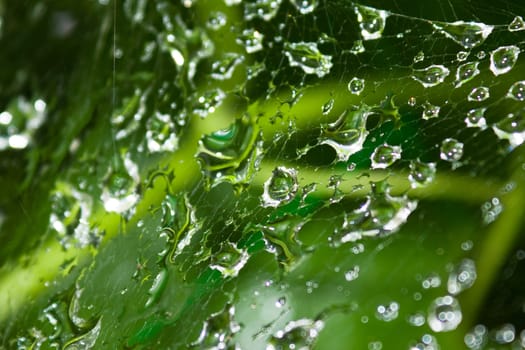 Dew drops on a web