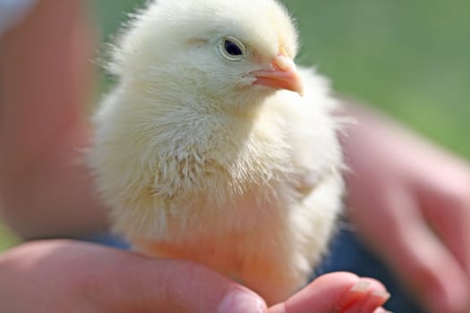 Cute yellow chick standing in child' s hand