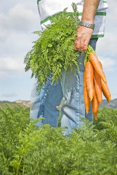 Carrot farmer in a carrot field on a farm