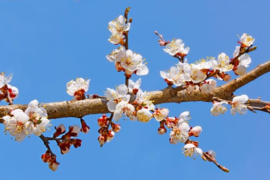 Flowering apricot tree branch against the background of blue sky