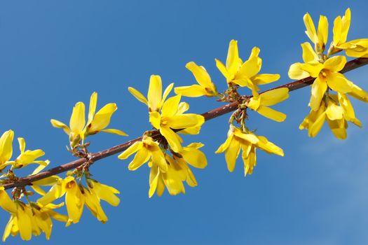 Flowering spring twig in bright yellow colours against the background of blue sky