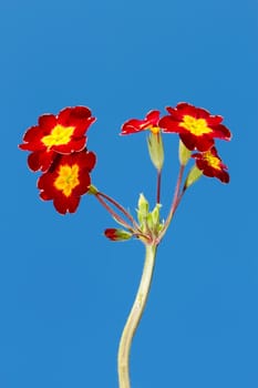 Spring flowers in bright red and yellow colours against the background of blue sky