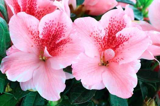 Macro of bright pink azalea blooms. Shallow depth of field.
