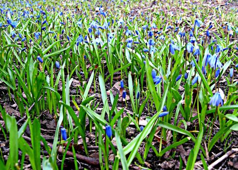 snowdrops in spring in Latvia