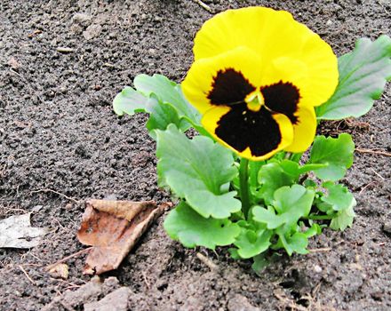 Pansy in spring in Latvia