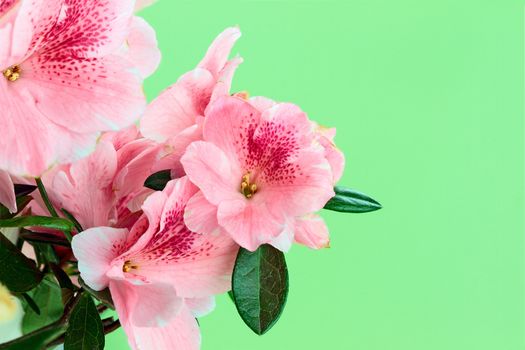 Macro of bright pink azalea blooms against a green background with copy space. Shallow depth of field.
