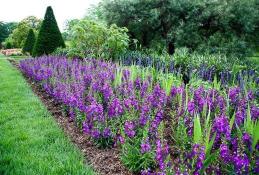 flowers displayed in a botanical garden USA