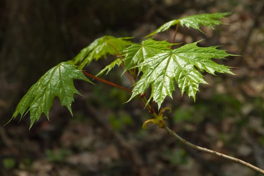 maple leaves in the forest