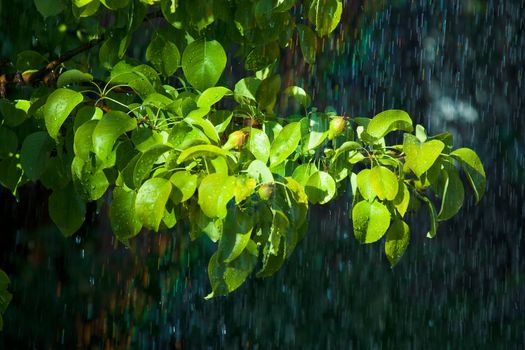The branch of pear tree in the rain