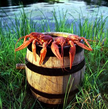 Crayfish on a barrel of beer