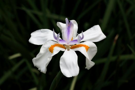 Orchard flowers in a botanical garden USA

