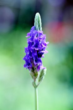 a flower displayed in a botanical garden USA