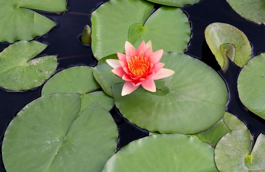 a water lily displayed in a botanical garden USA