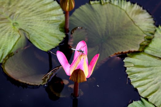 a water lily displayed in a botanical garden USA