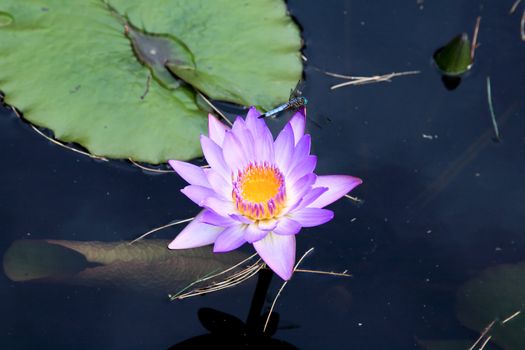 a water lily displayed in a botanical garden USA