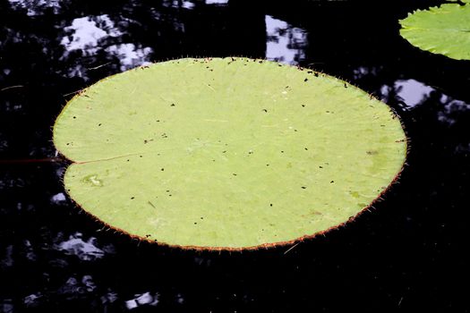 a water lily displayed in a botanical garden USA