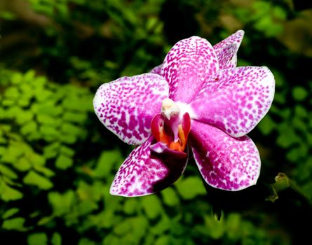 Orchard flowers in a botanical garden USA

