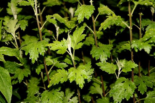 green leaves under the night rain