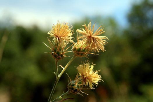 crimean centauria in summer mountains