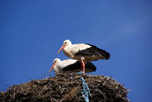 Pair storks are in the jack