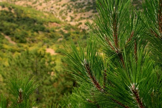 green crimean pine needles