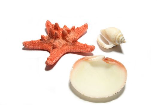 red starfish and shells on white background