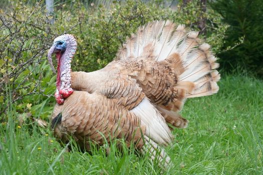 balzender Truthahn auf grüner Wiese	courting turkey on a green field