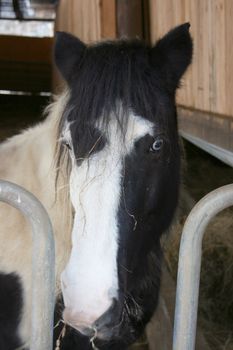 schwarz weißes Pferd in Stallbox	
Black and white horse in cubicle