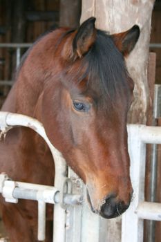 braunes  Pferd schaut aus seiner  Stallbox	
brown horse looks out of his cubicle