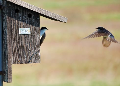 A pair of tree swallows at a nesting box.