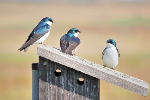 A trio of tree swallows perched on a nesting box singing to each other.