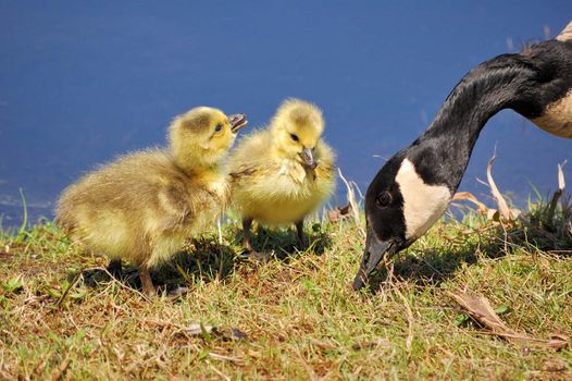  Canada goose goslings sitting in the grass.