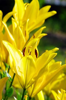 Yellow lily, detail. Close-up flower of lily.