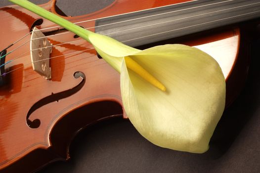 Large white lille on a Violin