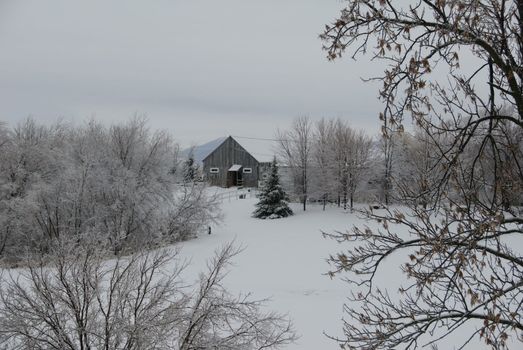 Winter scene showing fresh snow in a back country field