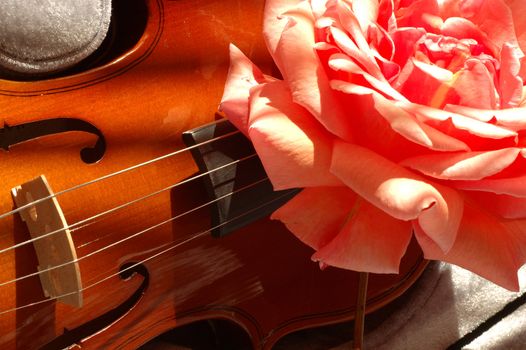 Large pink rose on a Violin