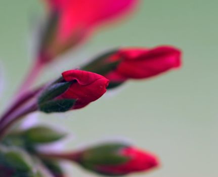 Closeup picture of some red flowers blooming
