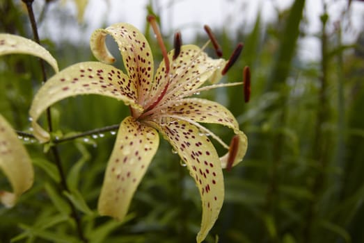 Closeup on beautiful blooming lily flower petals with dew drops