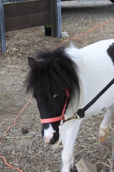 Miniature horse at the farm on a sunny day.