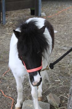 Miniature horse at the farm on a sunny day.