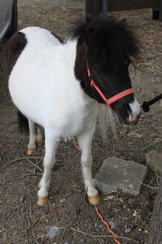 Miniature horse at the farm on a sunny day.