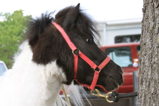 Miniature horse at the farm on a sunny day.