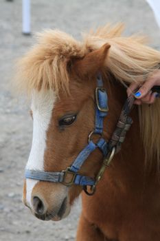 Miniature horse at the farm on a sunny day.