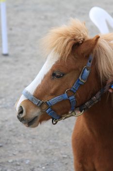 Miniature horse at the farm on a sunny day.