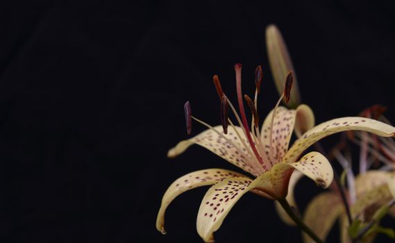Macro shot blooming lily flower. Black background